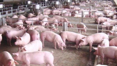 Lợn rớt giá: Người chăn nuôi lại điêu đứng