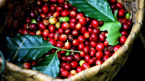 Phân tích nhóm nguyên liệu công nghiệp ngày 26/10: Giá cà phê robusta tăng đột biến