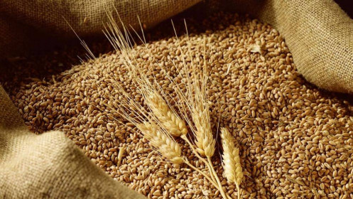 Phân tích nhóm nông sản ngày 26/10: Nhu cầu lúa mì tăng mạnh