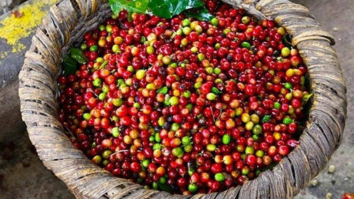 Bản tin cà phê ngày 29/10: Giá cà phê tiếp tục điều chỉnh giảm do khuyến kích xuất khẩu