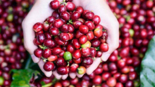 Phân tích nhóm nguyên liệu công nghiệp ngày 10/11: Giá cà phê thế giới tăng do nguồn cung khan hiếm.