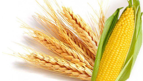 Phân tích nhóm nông sản ngày 15/11: Giá ngô và lúa mì tăng do nguồn cung thắt chặt