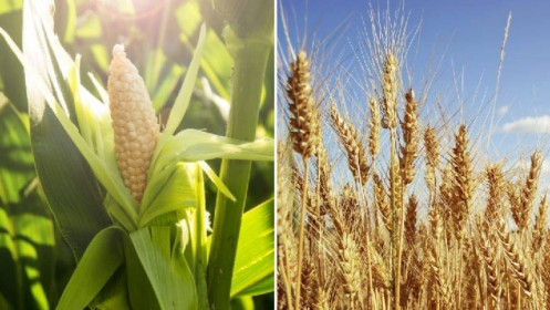 Giao hàng ngô và lúa mì mỹ vượt xa kỳ vọng từ thị trường