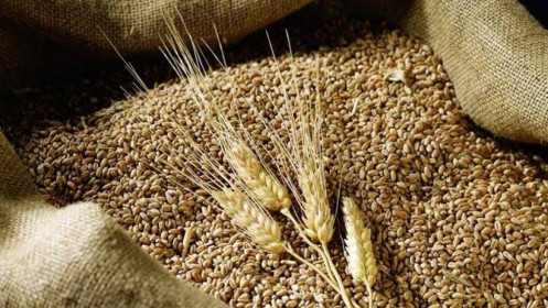 Phân tích nhóm nông sản ngày 24/11: Lúa mì tiếp tục tăng đến vùng đỉnh cao của 9 năm