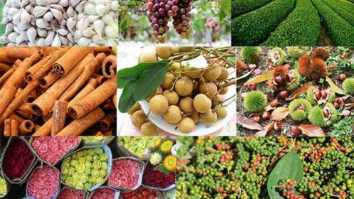 Phân tích nhóm nông sản ngày 25/11: Nông sản Việt tự tin chiếm lĩnh thị trường