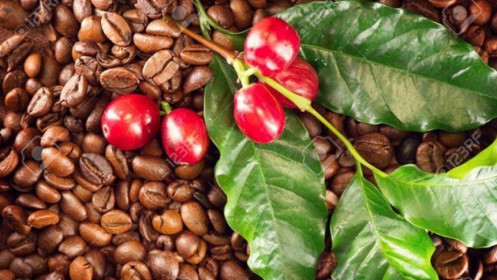Phân tích nhóm nguyên liệu công nghiệp ngày 30/11: Giá cà phê giảm vì nguồn cung thắt chặt