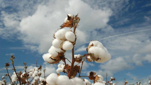 Phân tích nhóm nguyên liệu công nghiệp ngày 02/12: Cotton giảm trước quan ngại về biến chủng Covid mới