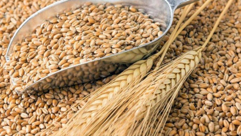 Phân tích nhóm nông sản ngày 08/12: Đậu tương và lúa mì sẽ gặp áp lực giảm giá