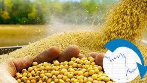 Thị trường nông sản: Những tín hiệu trước giờ báo cáo cung cầu
