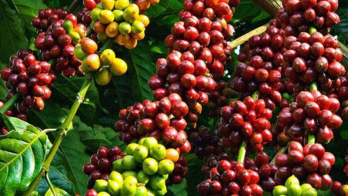 Phân tích nhóm nguyên liệu công nghiệp ngày 16/12: Giá cà phê Robusta trở lại xu hướng tăng