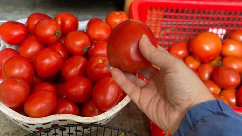Hà Nội: Cà chua đắt ngang… giá thịt