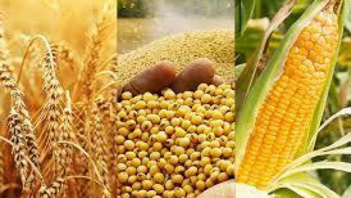 Thời tiết khô hạn tại Nam Mỹ đẩy giá đậu tương và ngô hồi phục mạnh