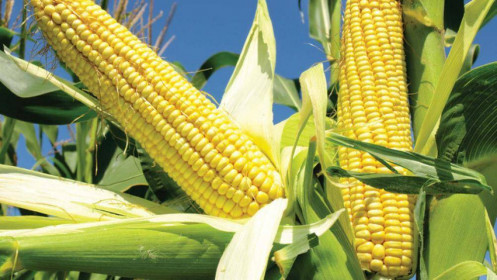 Phân tích nhóm nông sản ngày 24/12: Giá ngô vẫn có xu hướng tăng