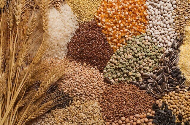 Báo cáo triển vọng cây trồng và dự trữ ngũ cốc của USDA