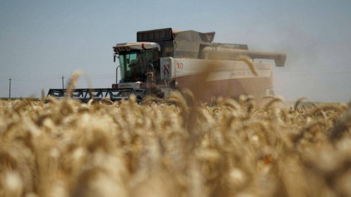 Bản tin hàng hóa ngày 20/01: Xung đột Ukraina và Nga đẩy giá lúa mì tăng vọt