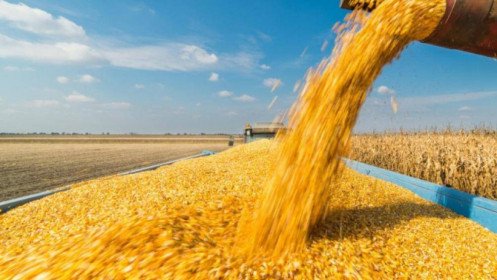 Việt Nam chi 5 tỷ USD mua lượng khổng lồ ngô, đậu tương từ Mỹ, Argentina,... để làm gì?