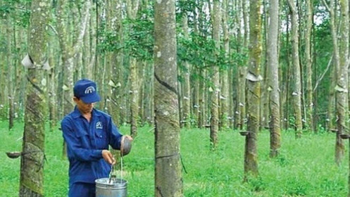 DPR vượt kế hoạch lợi nhuận năm nhờ quý 4