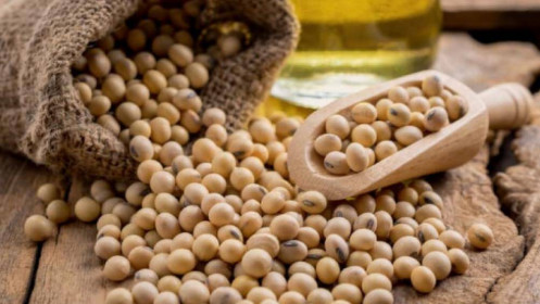 Mưa thất thường làm giảm tiến độ thu hoạch đậu tương Brazil