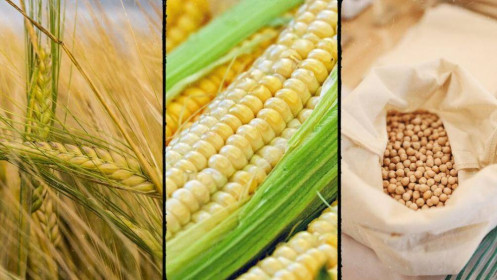 Phân tích nhóm nông sản ngày 18/02/2022: Thị trường ngô và lúa mì vẫn tiếp tục được hỗ trợ thông tin tăng giá