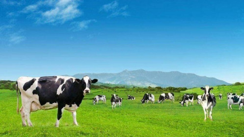 VNM: Kỳ vọng phục hồi trong năm 2022