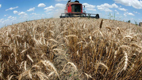Nga phát động tấn công Ukraine, giá lúa mì tăng kịch trần
