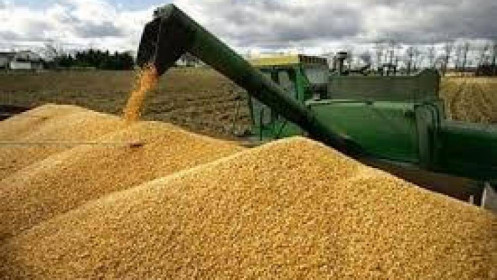 Chiến sự gây lo ngại đứt gãy nguồn cung lương thực và thay đổi dòng chảy lúa mì toàn cầu