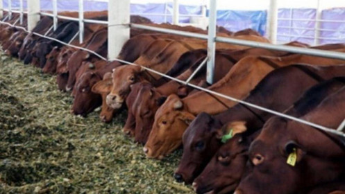 Vilico đầu tư dự án bò thịt gần 3.000 tỷ, chuẩn bị sáp nhập GTNFoods