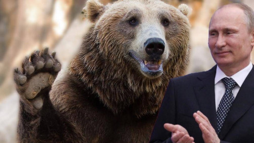 Biệt danh gấu Nga và bài học vỡ lòng từ thị trường chứng khoán