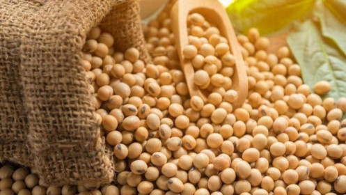 Phân tích sản phẩm đậu tương ngày 23/03/2022: Đậu tương và lúa mì tăng vừa phải, giá ngô ít biến động