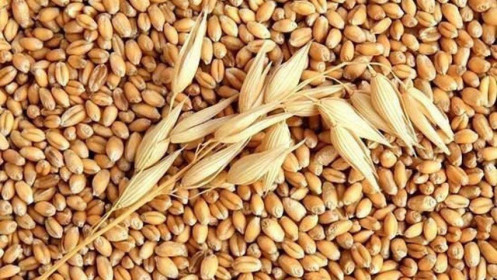 Báo cáo thanh tra xuất khẩu hàng tuần: Giao hàng lúa mì Mỹ tăng trở lại sau 5 tuần