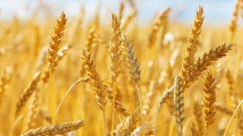Chiến sự kéo dài hơn dự kiến, giá lúa mì lại tăng vọt