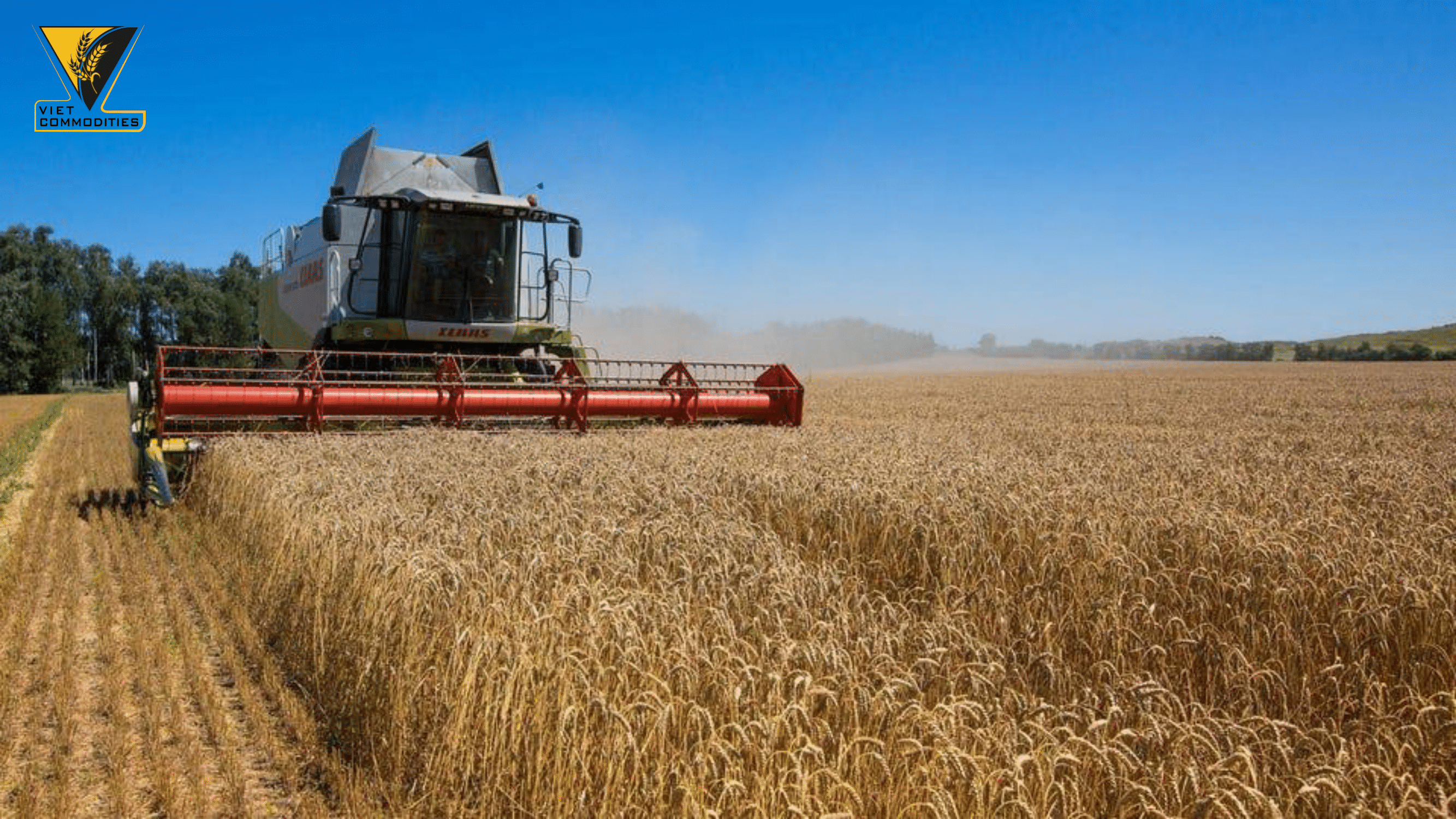 Giá lúa mì sẽ tăng thêm 34% nếu xuất khẩu của Nga giảm một nửa, cảnh báo từ OECD, LHQ.