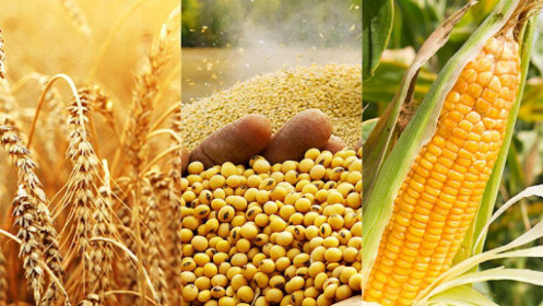Báo cáo triển vọng cây trồng và dự trữ ngũ cốc của USDA