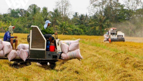 Giá gạo xuất khẩu của Việt Nam tiếp tục duy trì vị trí dẫn đầu
