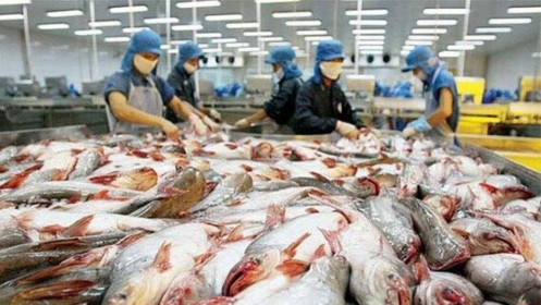 Cá tra Nam Việt dự lãi tăng vọt nhờ mở rộng thị trường sang Mỹ
