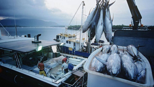 Xuất khẩu cá ngừ lập kỷ lục trong 5 năm