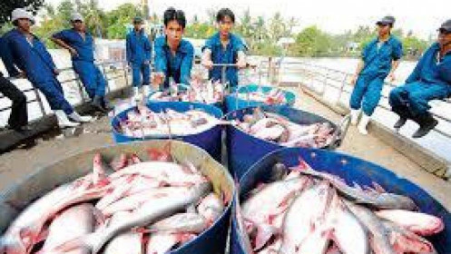 Cá tra xuất đi Mỹ được giá nhất trong nhiều năm