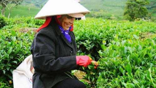 Việt Nam dẫn đầu về xuất khẩu trà sang Đài Loan
