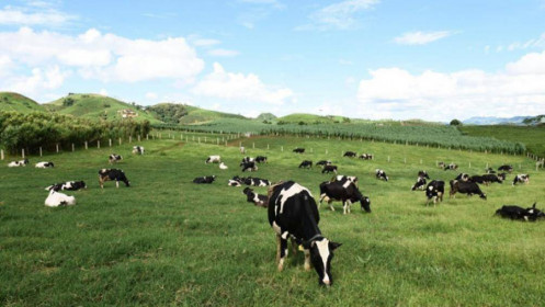 Mộc Châu Milk (MCM) dự kiến trả cổ tức 2021 với tỷ lệ 15%