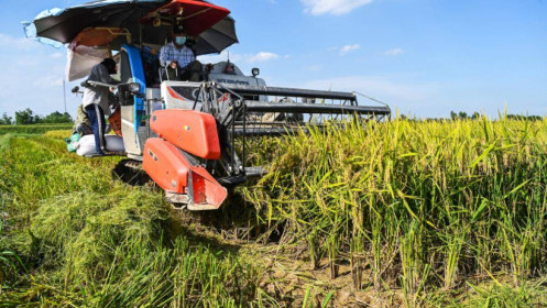 Giá gạo xuất khẩu tiếp tục giảm