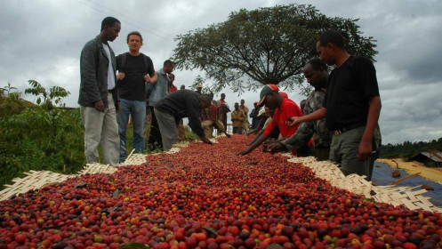 Xuất khẩu cà phê của Việt Nam có thể lập kỷ lục mới với 4 tỷ USD