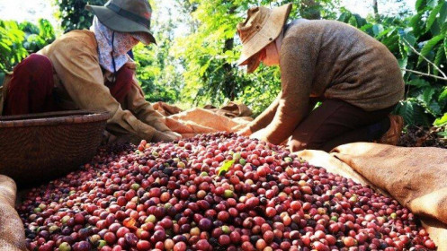 Xuất khẩu cà phê tăng mạnh 5 tháng đầu năm