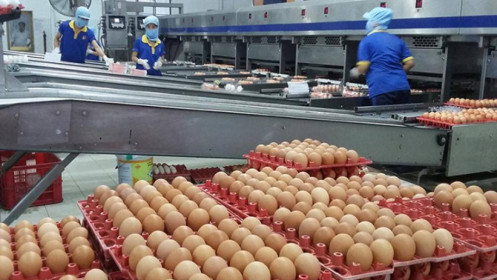 Nguy cơ thiếu trứng khi nhu cầu tái đàn của doanh nghiệp chăn nuôi không cao