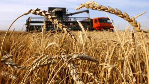 Giá lúa mỳ trước áp lực xuất khẩu từ Ukraine