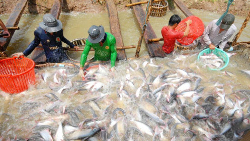 Xuất khẩu cá tra dự báo đạt 2,6 tỷ USD trong năm 2022
