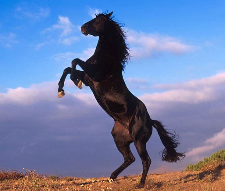 NHỮNG CẤP ĐỘ TRONG TỰ DO TÀI CHÍNH.. Cấp độ 1: Có tài khoản dự phòng. - Khi bạn đủ tiền để chi trả cho  ...