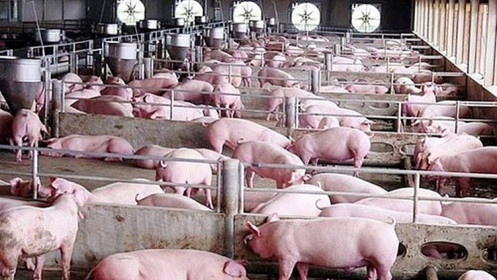 Sức mua yếu, giá lợn hơi chưa thoát được mốc 60.000 đồng/kg