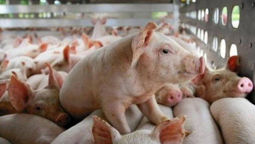Giá thịt lợn tăng cao, Trung Quốc có tăng nhập khẩu thịt?
