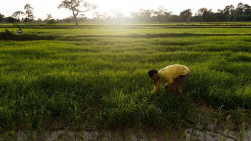 Ngành gạo thế giới đang chịu sức ép chi phí tăng cao