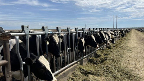 Vinamilk nhập 1.000 bò sữa thuần chủng từ Mỹ về tổ hợp trang trại tại Lào